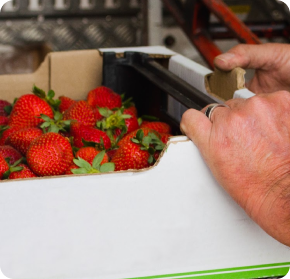 Fresas frescas listas para distribución profesional